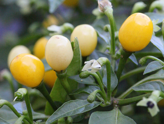 Habanero Yellow Jelly Bean Chilli