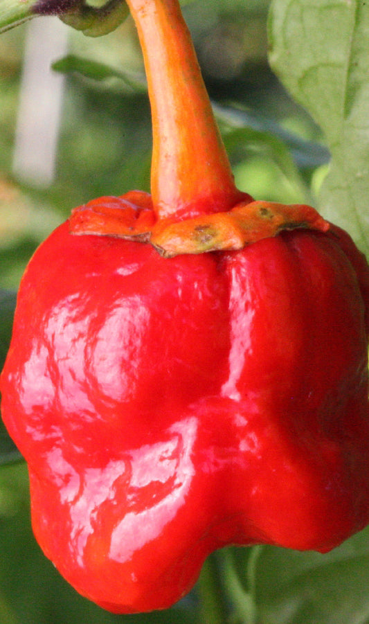 Trinidad 7 Pod Bubblegum Chilli