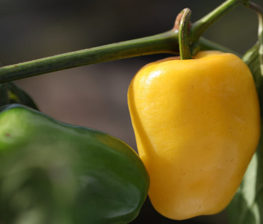 Rocoto Manzano