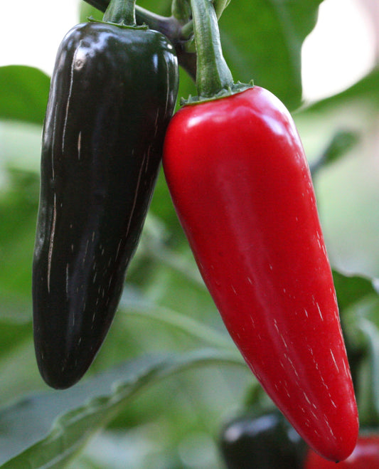 Jalapeno