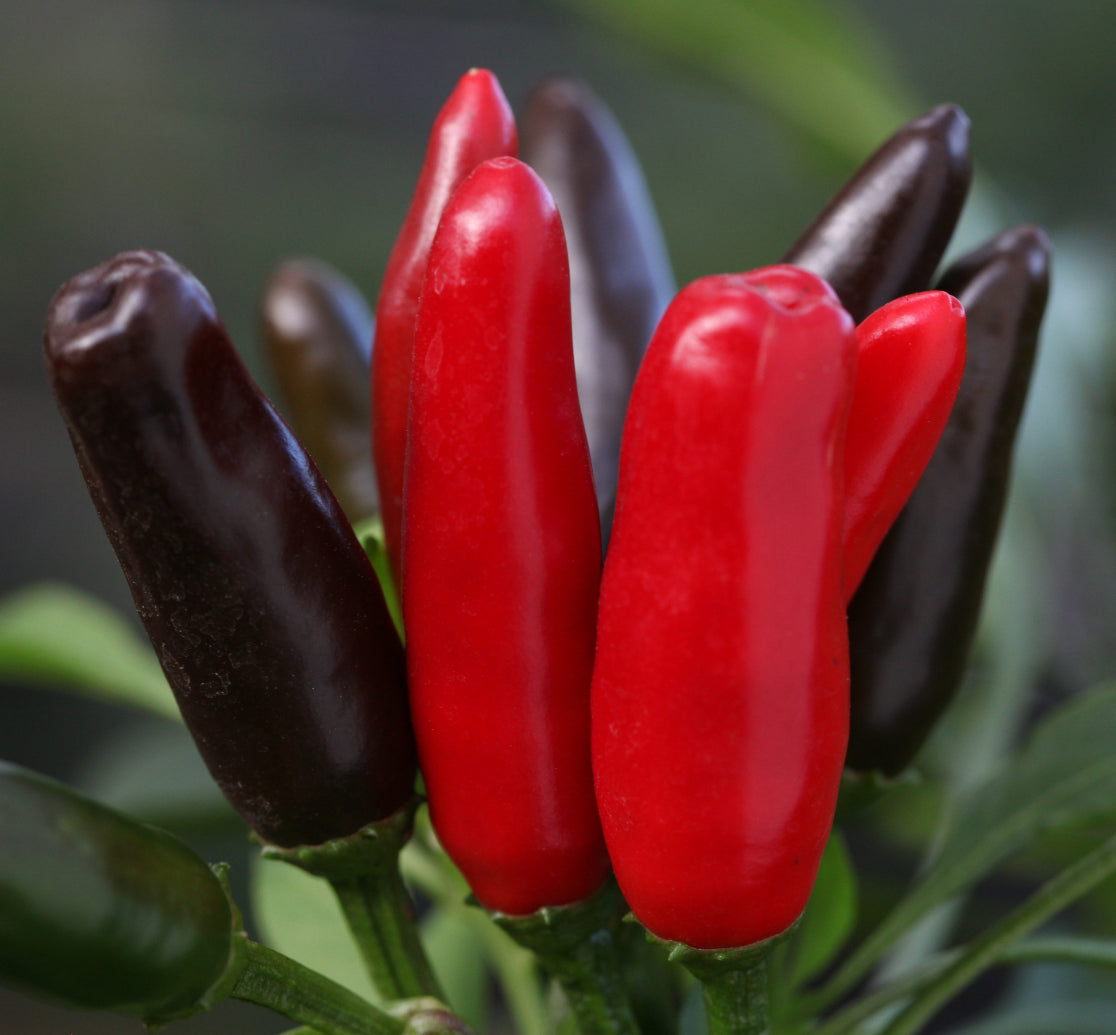 African Birds Eye (Piri Piri Chilli)