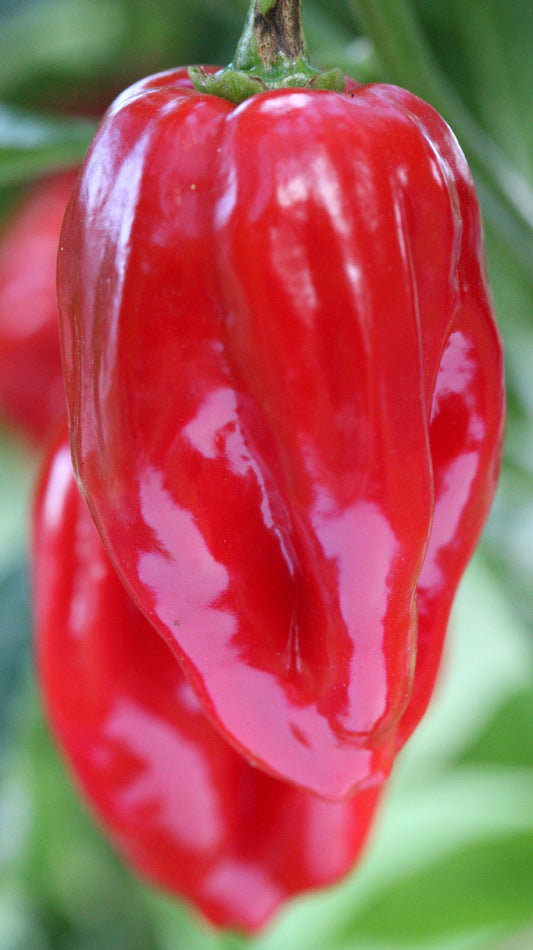 Habanero Tasmanian