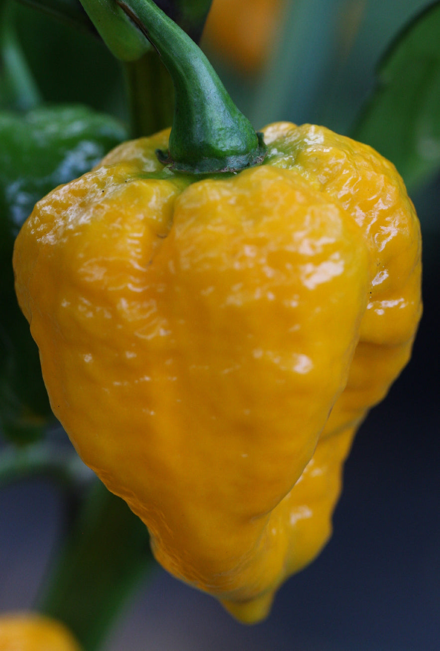 Trinidad 7 Pod Brain Strain