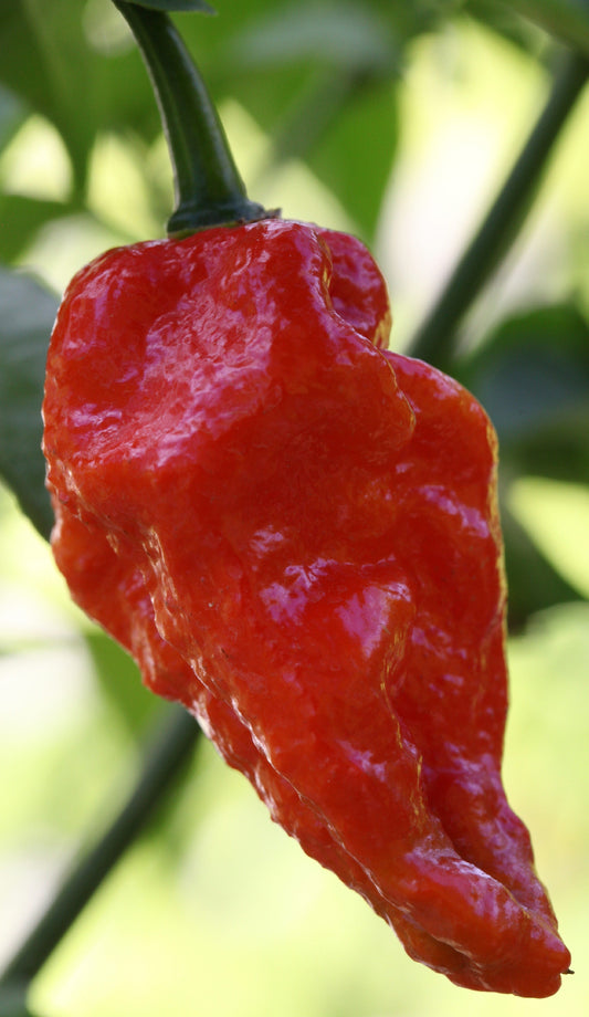 Naga Bhut Jolokia (Ghost Chilli) Cross Naga Viper Red